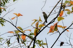 Muscicapa griseisticta