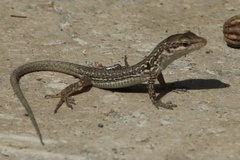 Podarcis siculus siculus