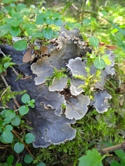 Peltigera canina
