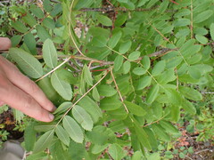 Sorbus scopulina