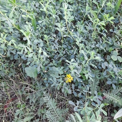 Medicago sativa