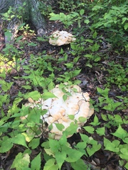 Bondarzewia berkeleyi