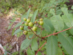 Sorbus scopulina