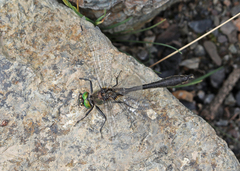 Cordulia shurtleffii