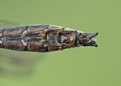 Cordulia shurtleffii