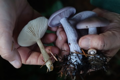 Melanoleuca