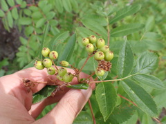 Sorbus scopulina