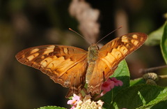 Vagrans sinha