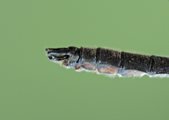 Cordulia shurtleffii