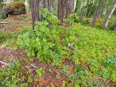 Sorbus scopulina