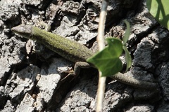 Podarcis siculus siculus