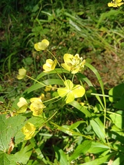 Bupleurum aureum
