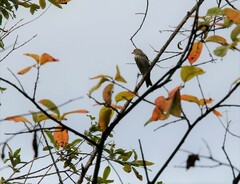 Muscicapa griseisticta