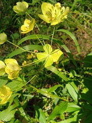Bupleurum aureum