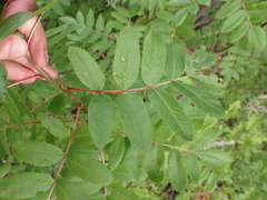 Sorbus scopulina