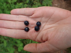 Vaccinium ovalifolium