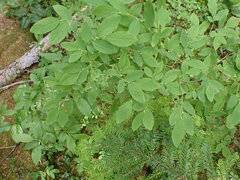 Vaccinium ovalifolium