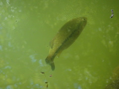 Micropterus