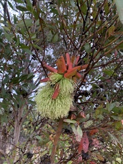 Eucalyptus conferruminata