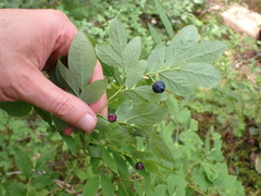 Vaccinium ovalifolium