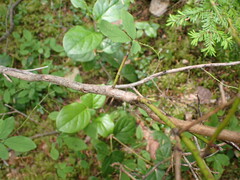 Vaccinium ovalifolium