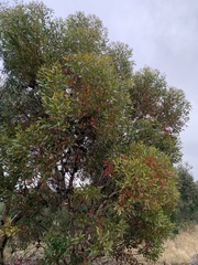 Eucalyptus conferruminata