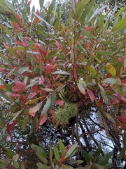 Eucalyptus conferruminata