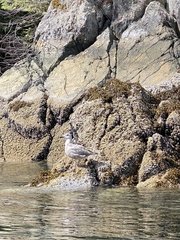 Larus glaucescens