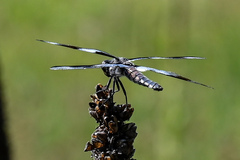 Libellula forensis