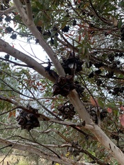 Eucalyptus conferruminata