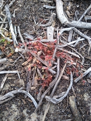 Pterostegia drymarioides