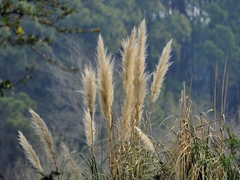 Cortaderia