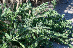 Phacelia