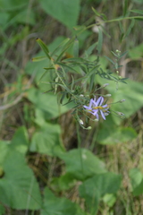 Galatella sedifolia