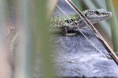 Podarcis siculus siculus
