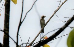 Muscicapa griseisticta