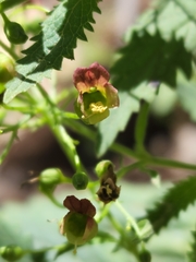 Scrophularia parviflora