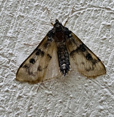 Nomophila nearctica