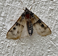 Nomophila nearctica