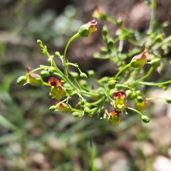 Scrophularia parviflora