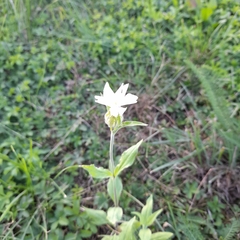 Silene latifolia alba