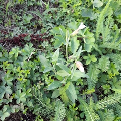 Silene latifolia alba