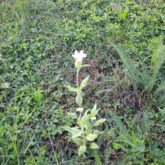 Silene latifolia alba