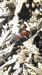 Camponotus sansabeanus