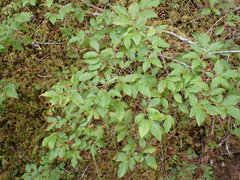 Vaccinium membranaceum