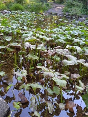 Petasites radiatus