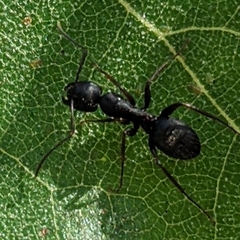 Camponotus modoc