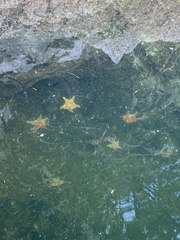 Dermasterias imbricata