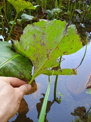Petasites radiatus