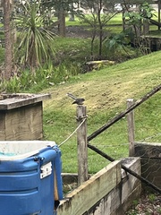 Rhipidura fuliginosa placabilis